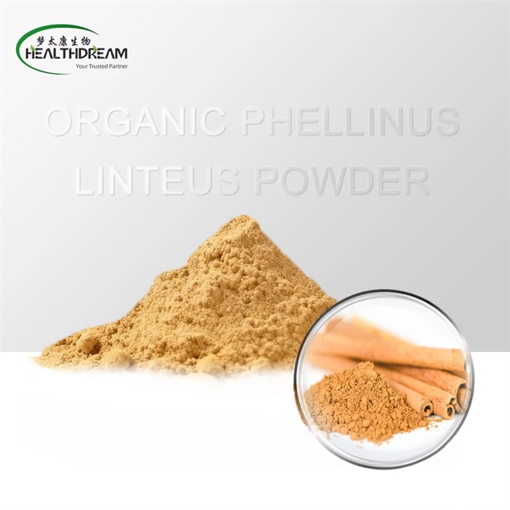 Ekologiskt Phellinus Linteus-pulver (fruktkropp)